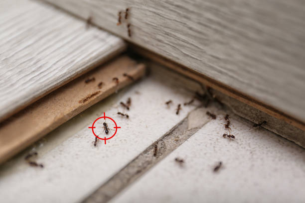 Best Pest Inspection Near Me  in Manly, IA